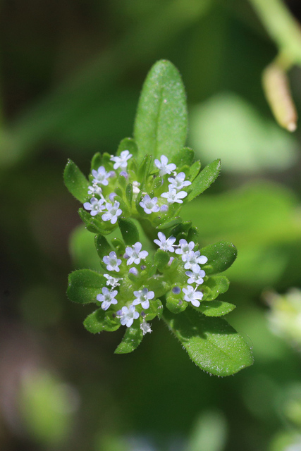 Valerianella locusta