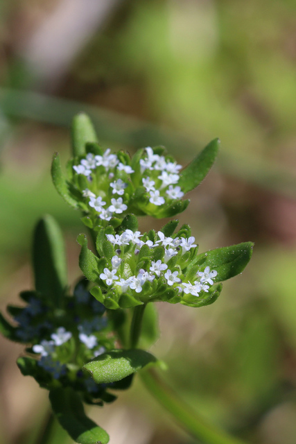 Valerianella locusta