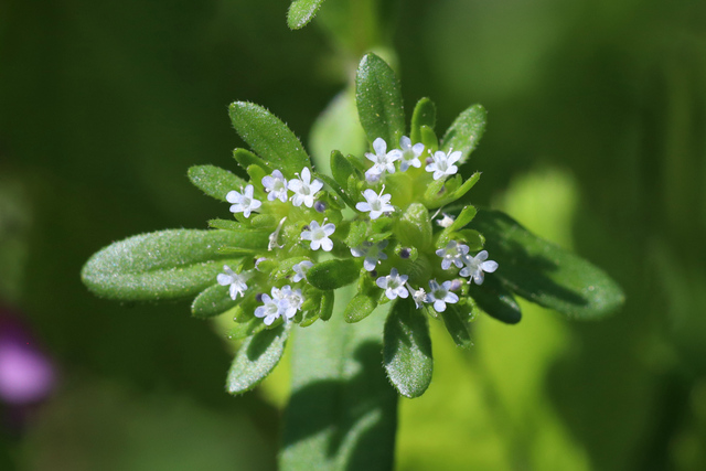 Valerianella locusta