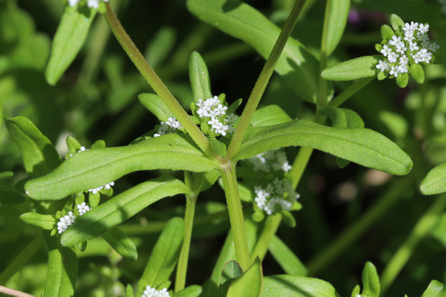 Valerianella locusta - leaves