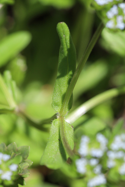 Valerianella locusta - leaves