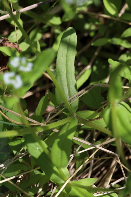 Valerianella locusta - leaves