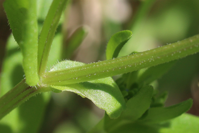 Valerianella locusta - stem