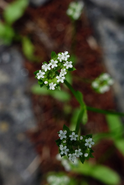 Valerianella radiata