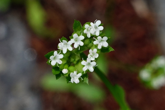 Valerianella radiata