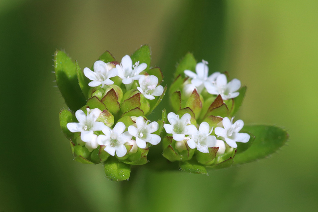 Valerianella radiata