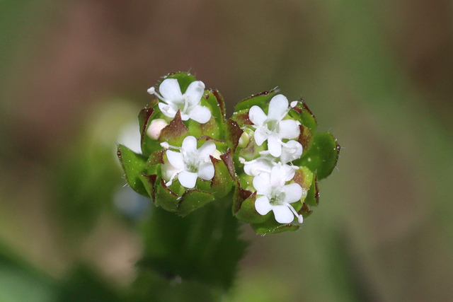 Valerianella radiata