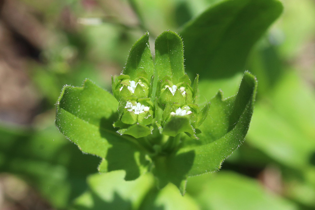 Valerianella radiata