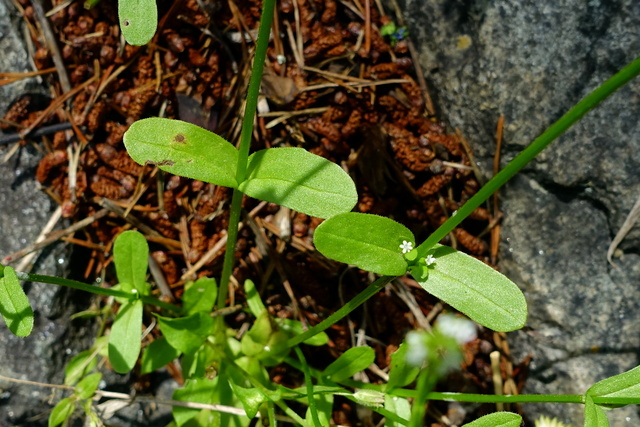 Valerianella radiata - leaves