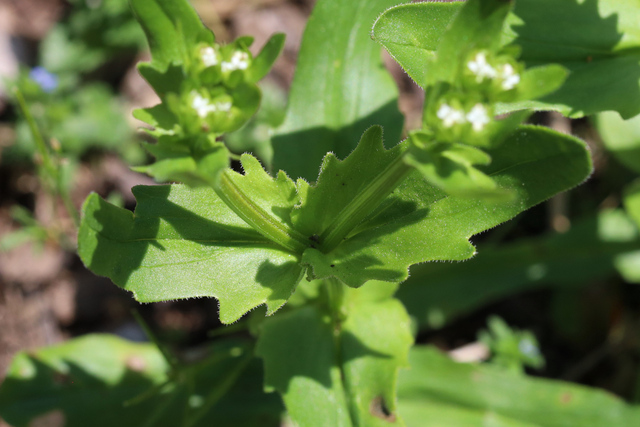 Valerianella radiata - leaves