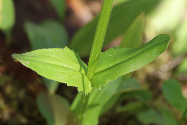 Valerianella radiata - leaves