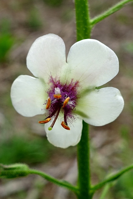 Verbascum blattaria