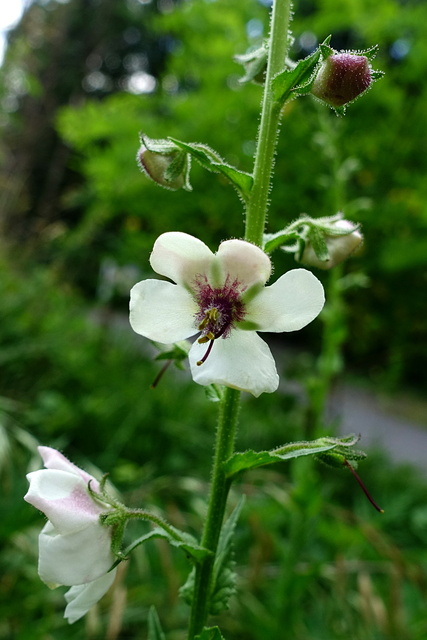 Verbascum blattaria