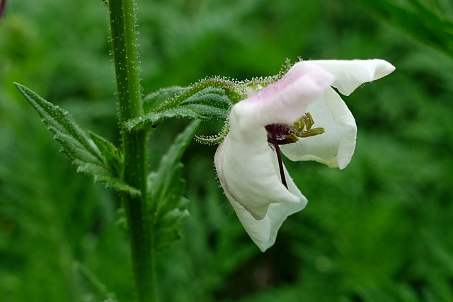 Verbascum blattaria