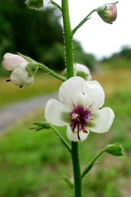 Verbascum blattaria