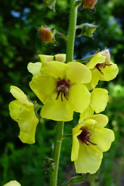 Verbascum blattaria