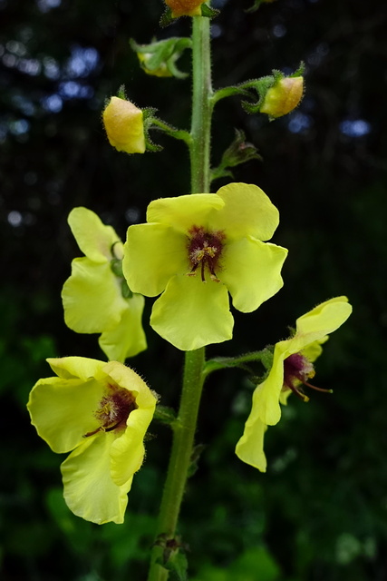 Verbascum blattaria