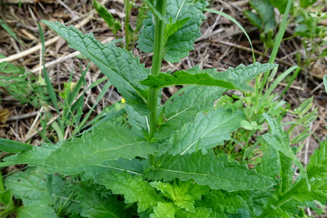 Verbascum blattaria - leaves