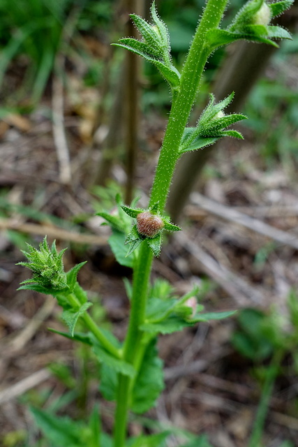 Verbascum blattaria - stem