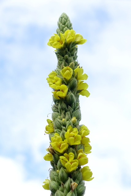 Verbascum thapsus