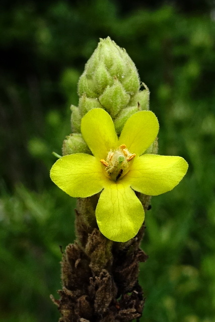 Verbascum thapsus