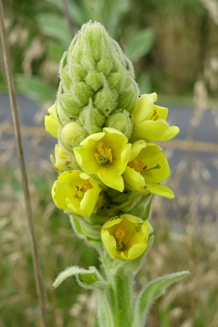 Verbascum thapsus