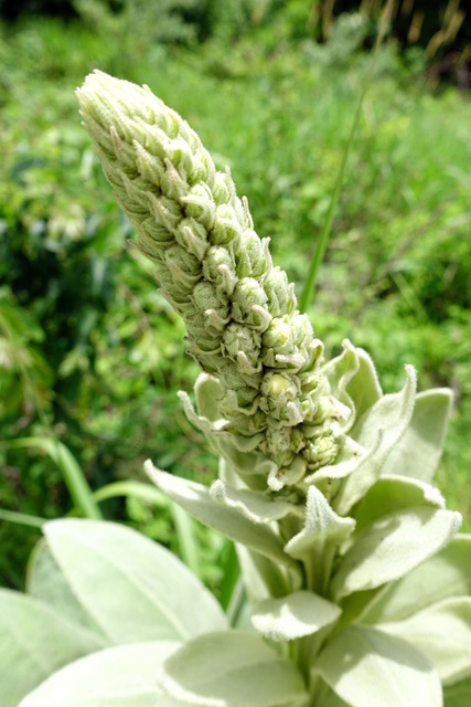 Verbascum thapsus