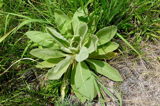 Verbascum thapsus - leaf rosette