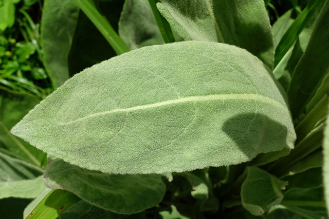 Verbascum thapsus - leaves