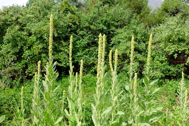 Verbascum thapsus - plants