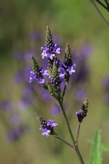 Verbena hastata