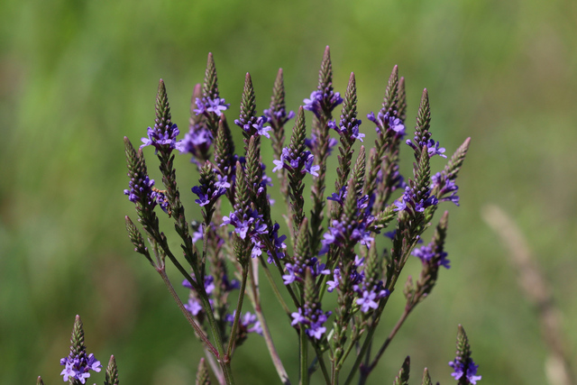 Verbena hastata