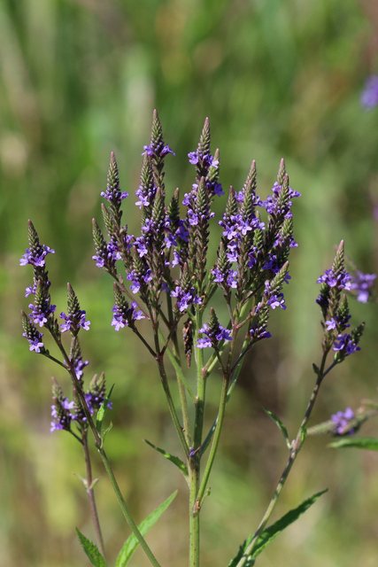 Verbena hastata