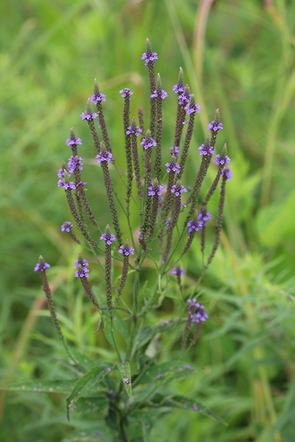 Verbena hastata