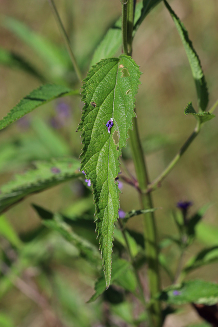 Verbena hastata - leaves