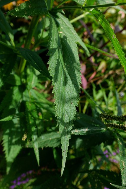 Verbena hastata - leaves