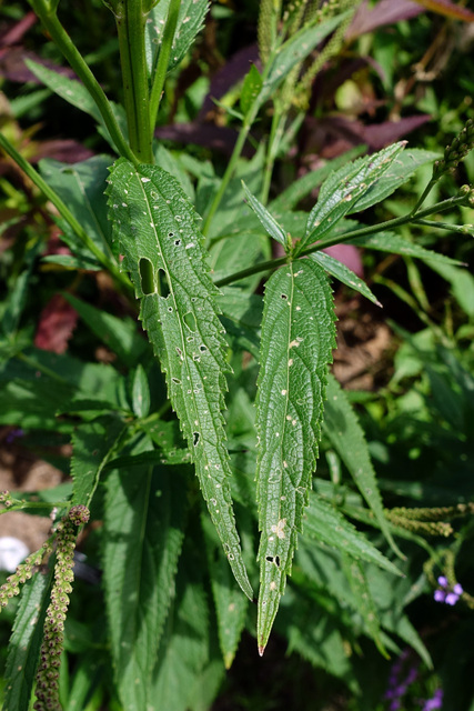 Verbena hastata - leaves