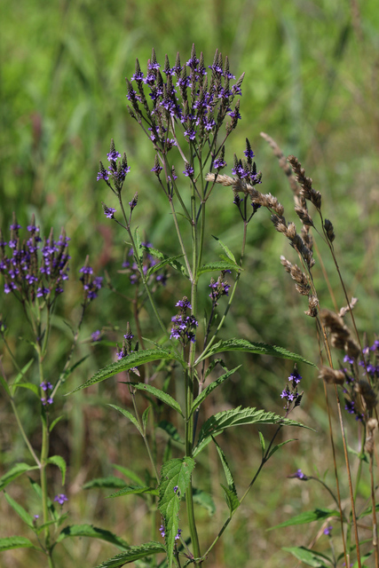 Verbena hastata - plants