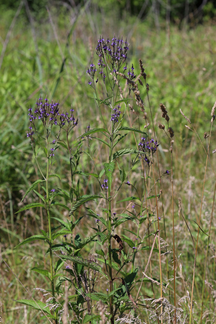 Verbena hastata - plants