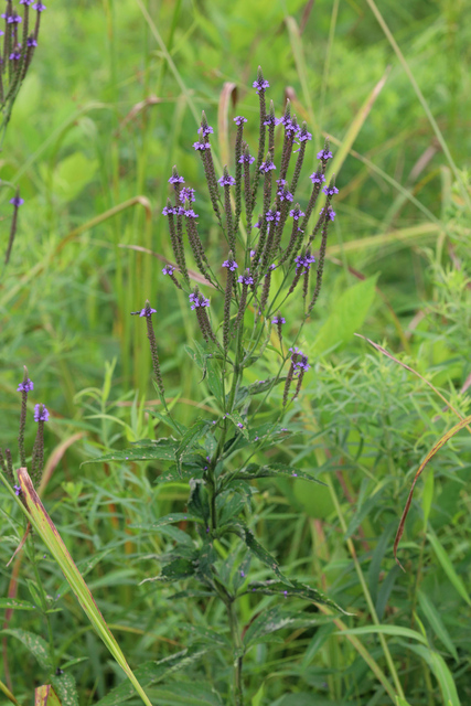 Verbena hastata - plants