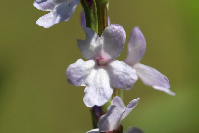 Verbena simplex