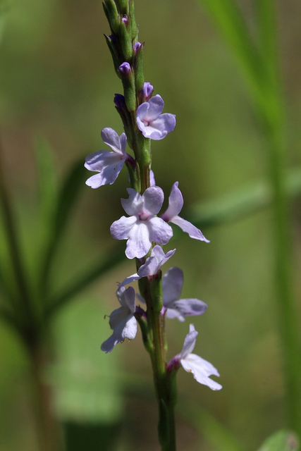 Verbena simplex