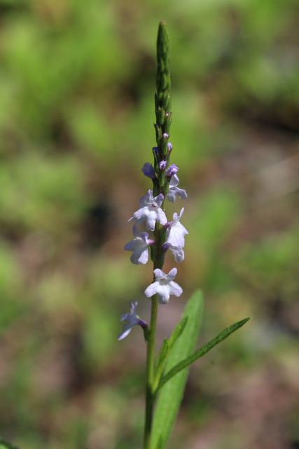 Verbena simplex