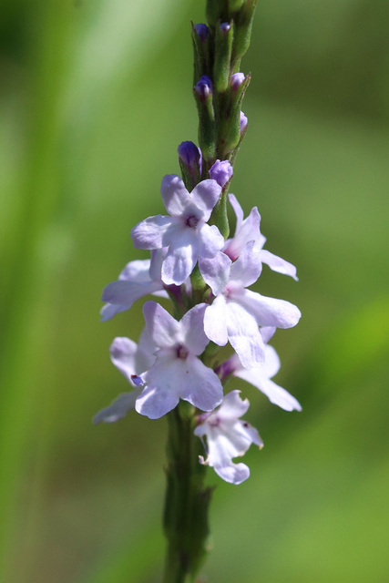 Verbena simplex