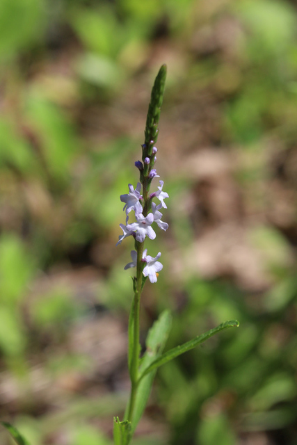 Verbena simplex