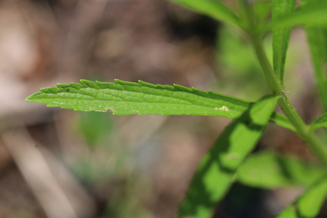 Verbena simplex - leaves