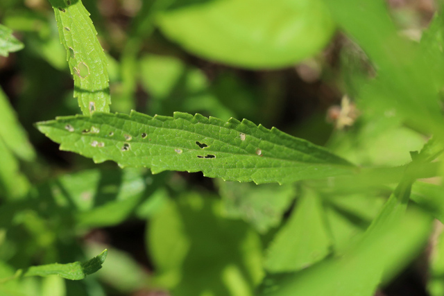 Verbena simplex - leaves