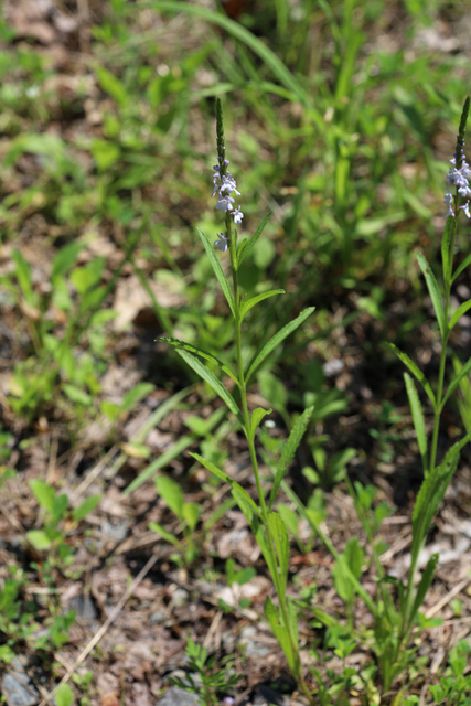 Verbena simplex - plant