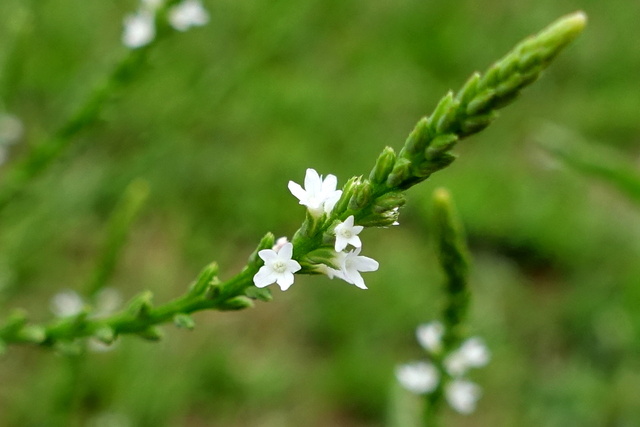 Verbena urticifolia