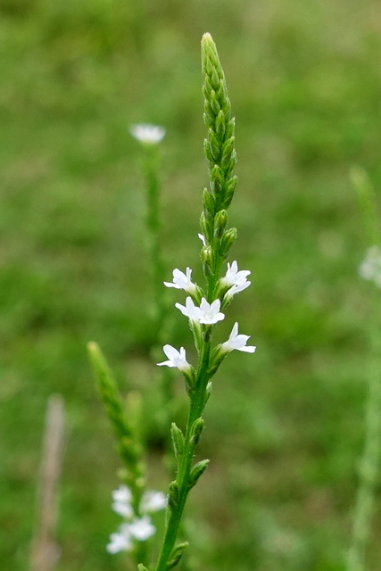 Verbena urticifolia